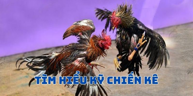 Tìm hiểu kỹ chiến kê trước khi cược