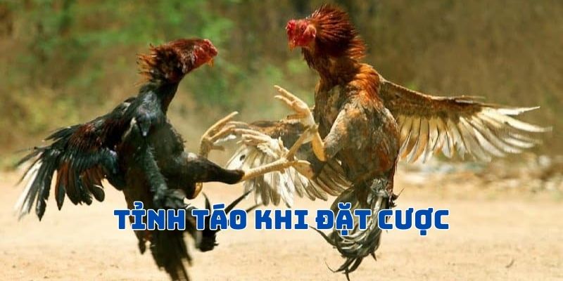 Duy trì sự tỉnh táo khi cá cược đá gà