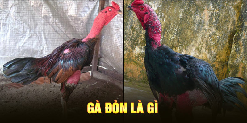 Đá gà đòn là gì?